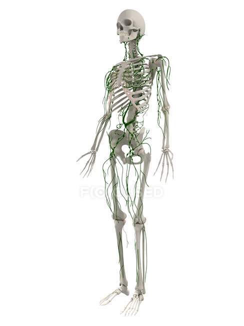 Lymphatic and skeletal systems — Stock Photo
