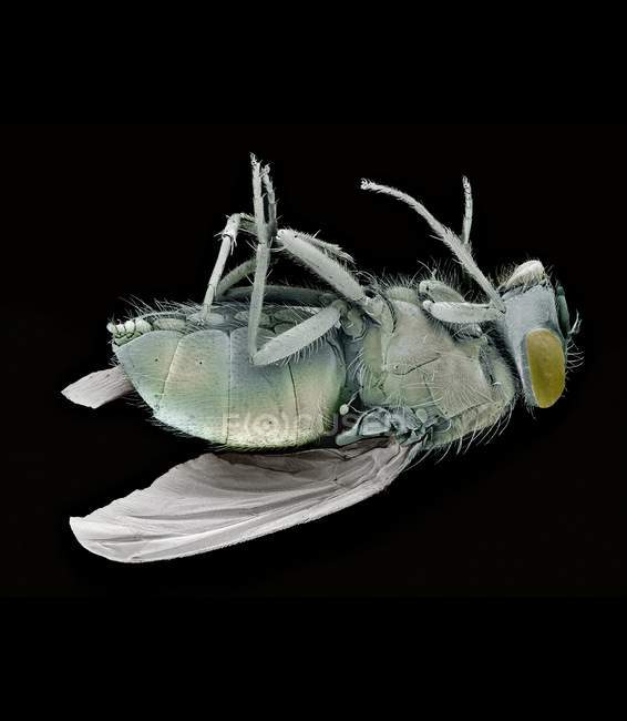Мертвая синяя муха — стоковое фото