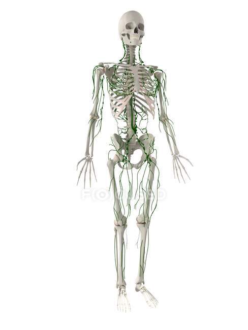 Normal lymphatic system — Stock Photo
