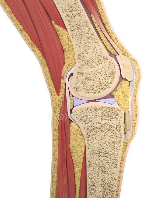 Vista dell'anatomia del ginocchio — Foto stock