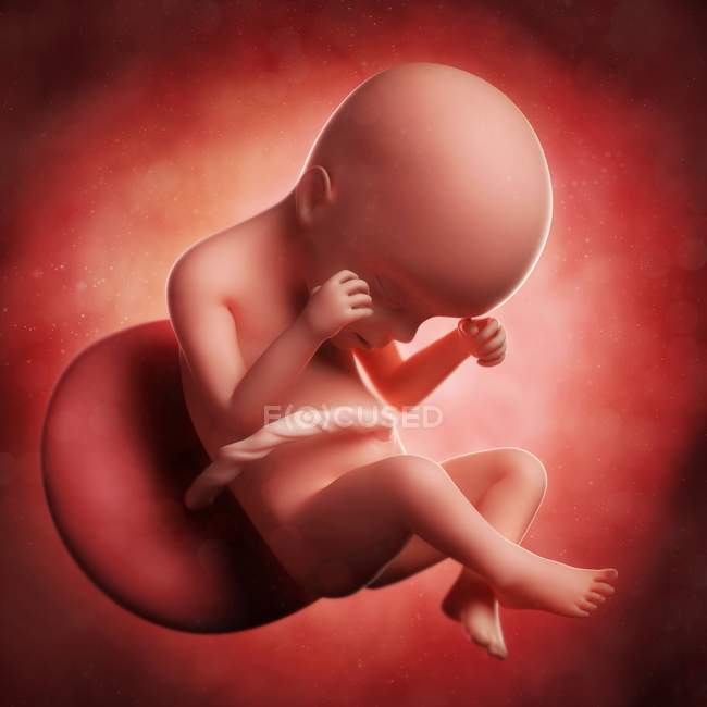 Vista del feto a las 24 semanas - foto de stock