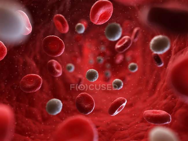 Glóbulos rojos y blancos - foto de stock