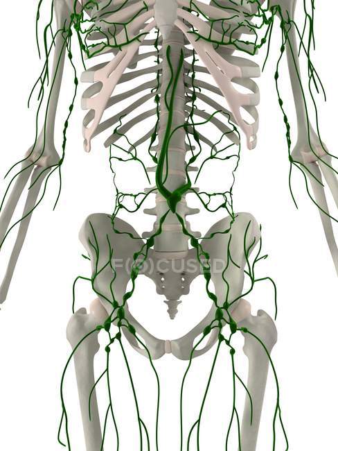 Лімфатичних і скелетної системи — стокове фото