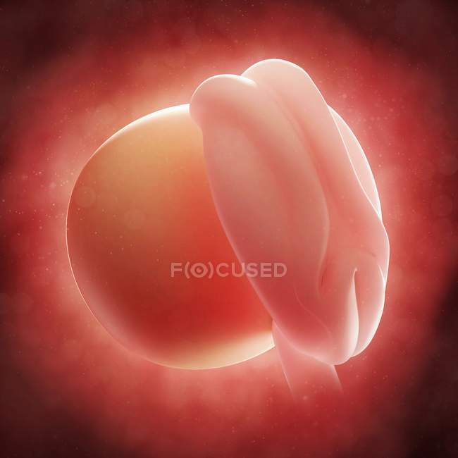 Vista de Embryo a las 4 semanas - foto de stock