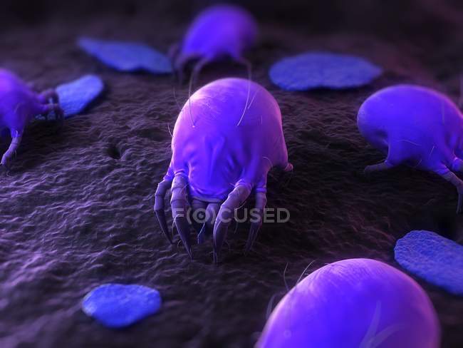 Common house dust mite — Stock Photo