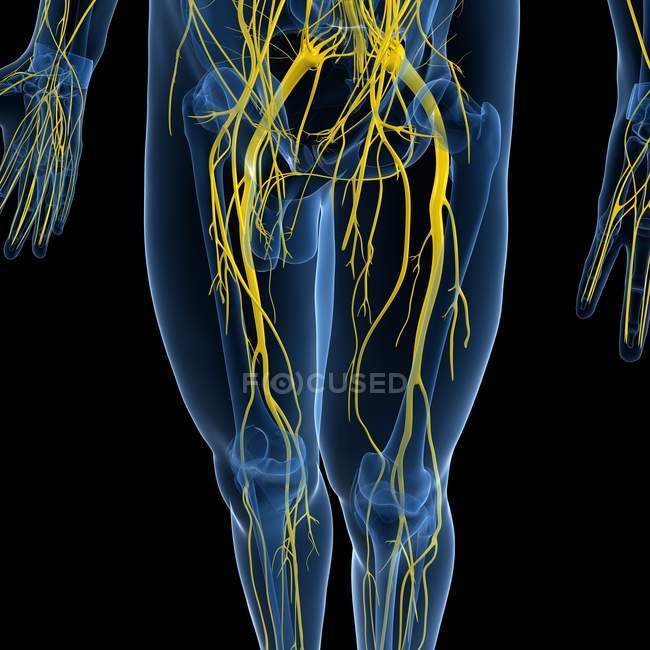Нервової системи та поперекового сплетення — стокове фото