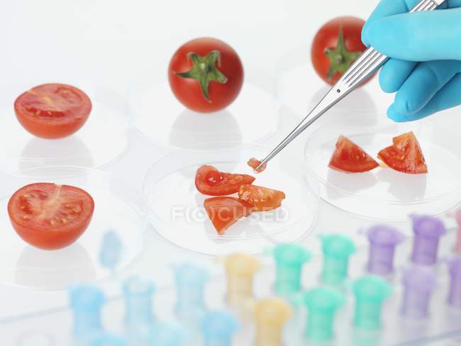 Científico sosteniendo pieza de tomate con pinzas para la investigación de alimentos . - foto de stock