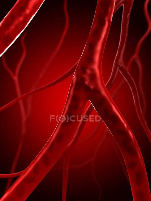 Нормальные человеческие артерии , — стоковое фото
