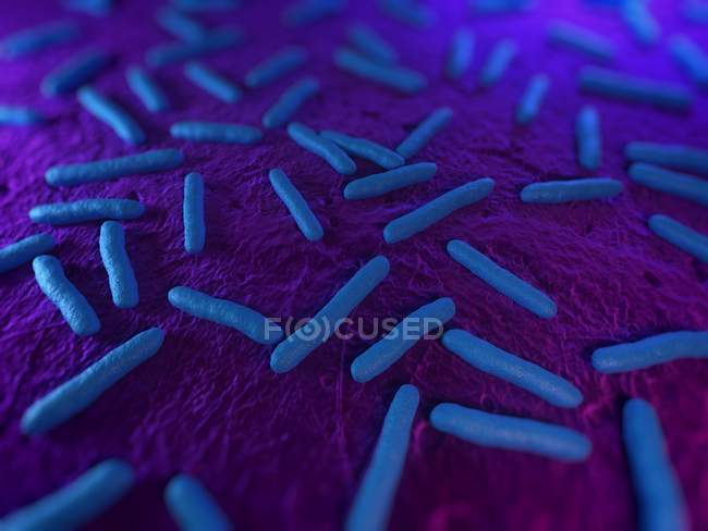Escherichia coli pathogenic bacteria — Stock Photo