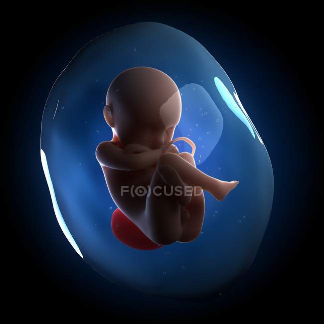 Feto nell'utero — Foto stock