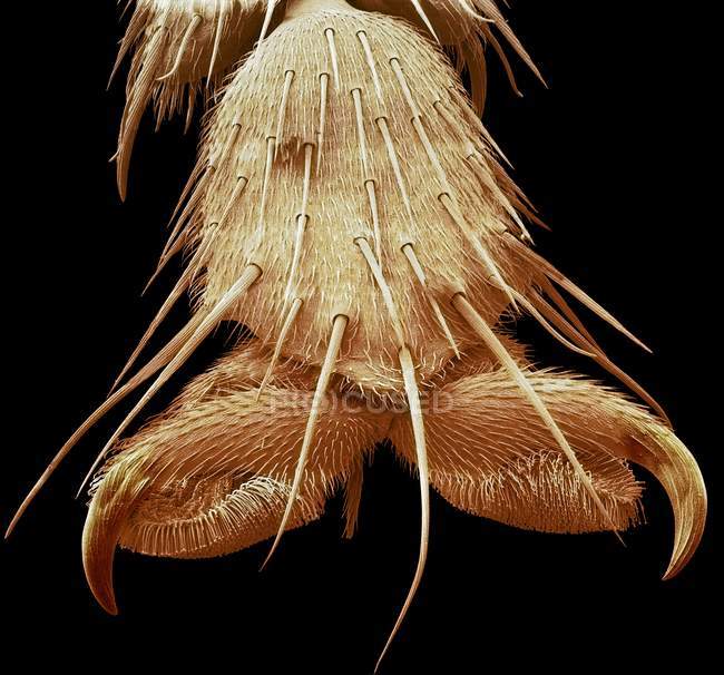 Bluebottle fly foot — Stock Photo