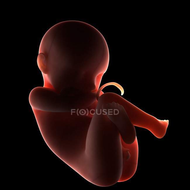 Fœtus à terme — Photo de stock