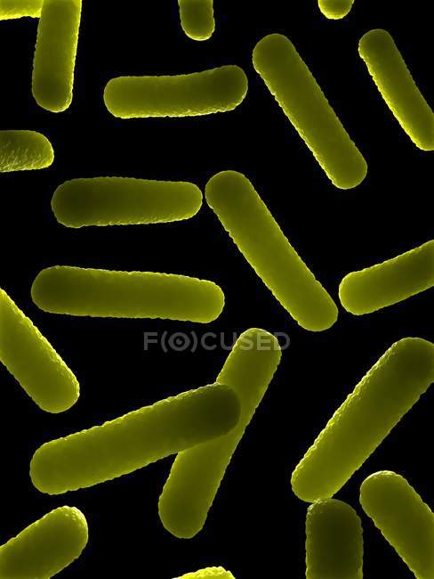 Organismo infeccioso de bacterias - foto de stock