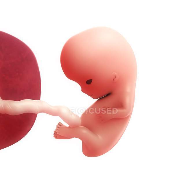 Vista del feto a las 9 semanas - foto de stock
