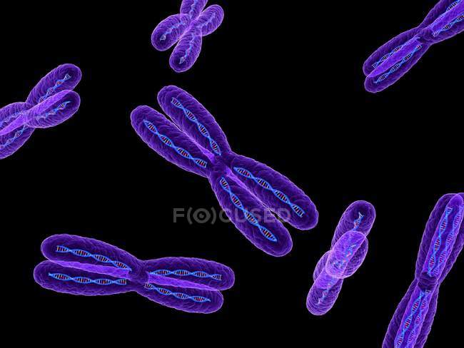 Four-armed chromosomes — Stock Photo