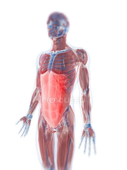 Rectus abdominis muscle — Stock Photo