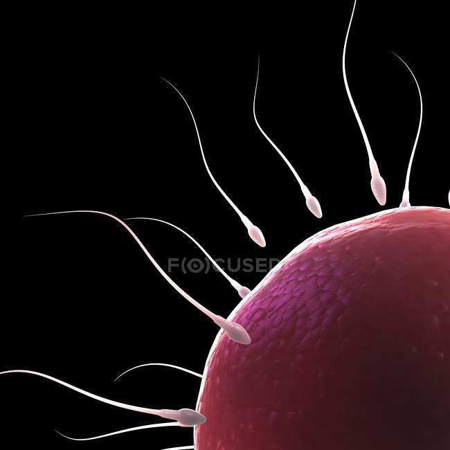 Sperm fertilising an egg — Stock Photo