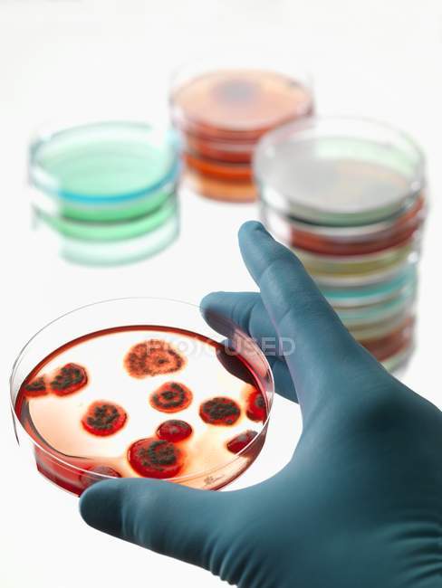 Piatto di Petri in mano con coltura biologica . — Foto stock