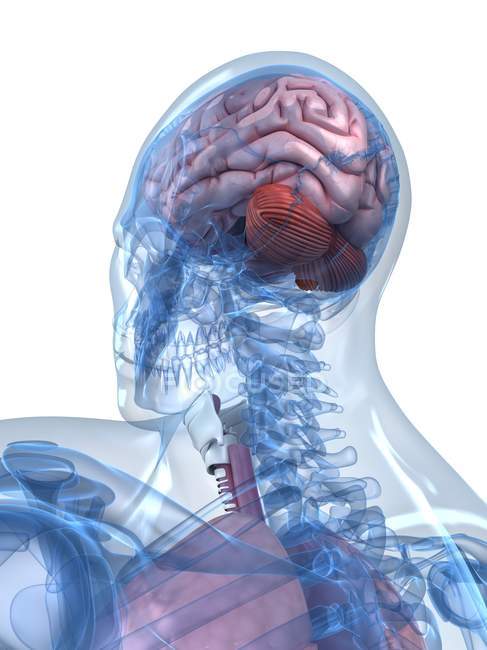 Head anatomy revealing normal brain — Stock Photo