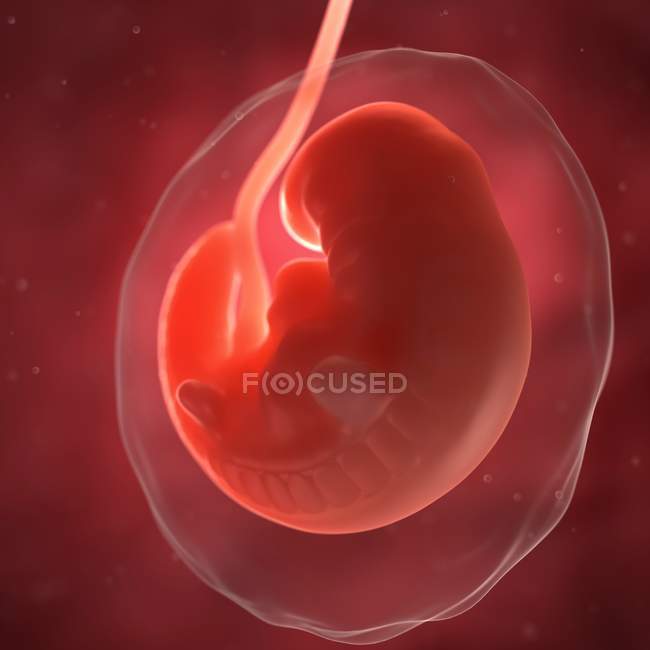 Vista del feto a las 6 semanas - foto de stock
