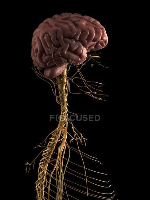 Système nerveux et cerveau — Photo de stock