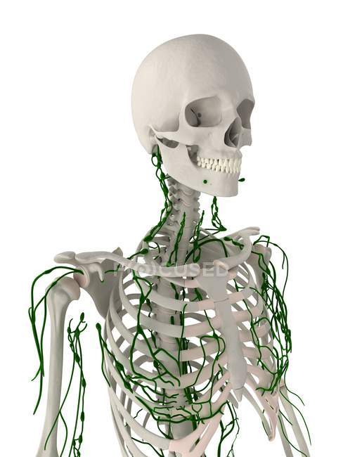 Lymphatic and skeletal systems of adult — Stock Photo