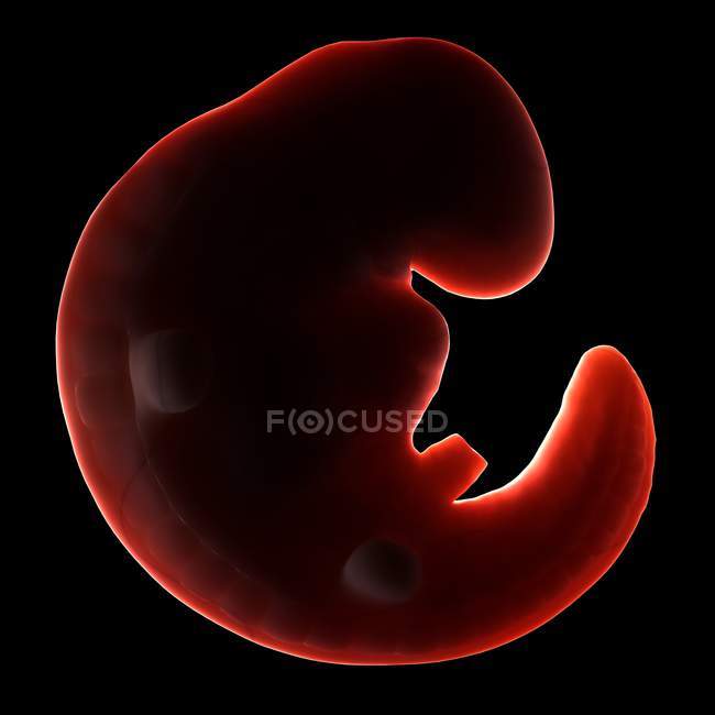 Тритижневий ембріон — стокове фото