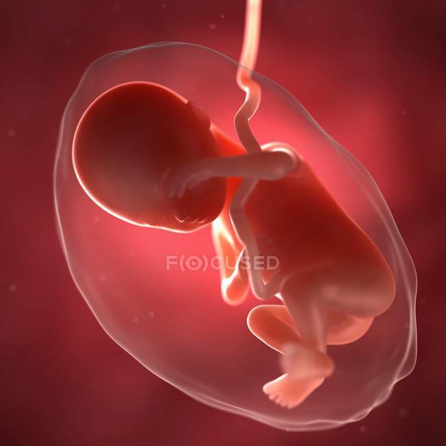 Vista de Fetus às 28 semanas — Fotografia de Stock