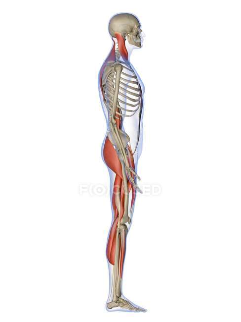 Muscles controlling human posture — Stock Photo