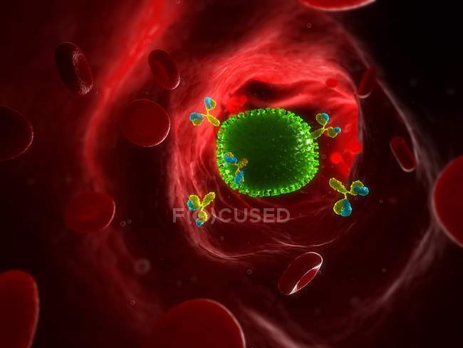 Partículas del virus de la influenza en el torrente sanguíneo - foto de stock