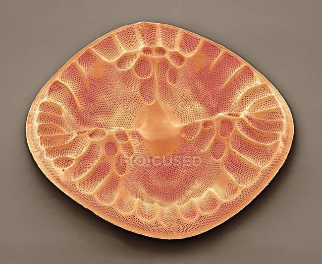 Eupodiscus sculptus diatomeas - foto de stock