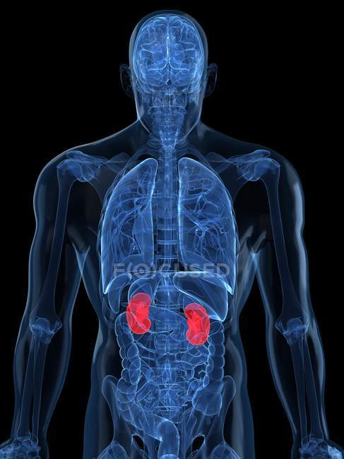 Visual rendering of Healthy kidneys — Stock Photo