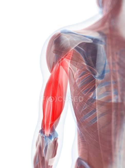 Vista del músculo bíceps - foto de stock