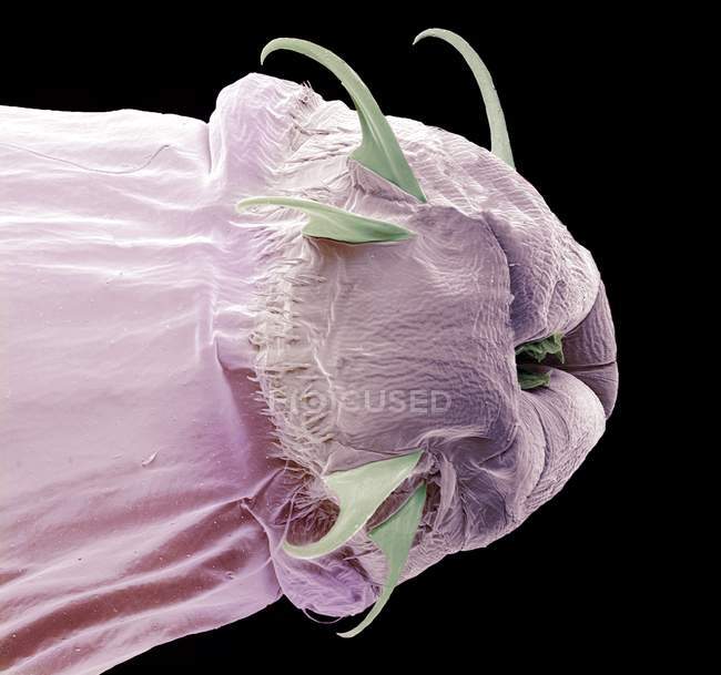 Анатомія голови личинки мухи — стокове фото