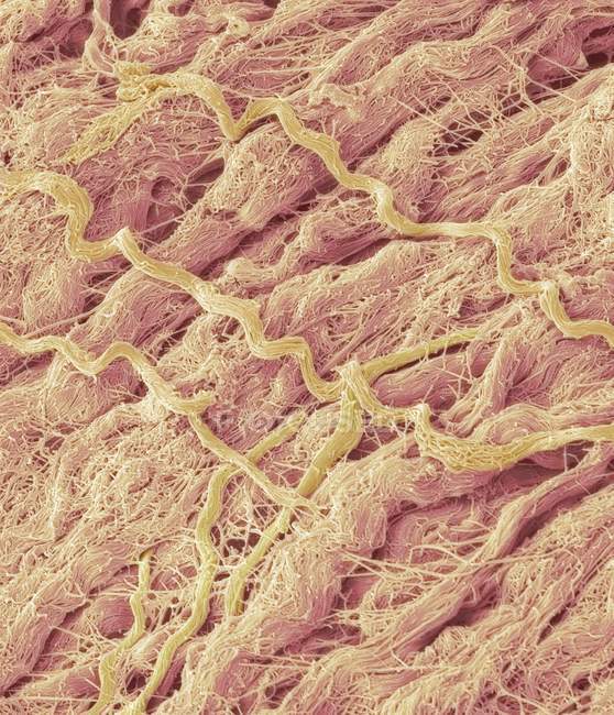 Tissu conjonctif dense, micrographie électronique à balayage coloré (MEB) ). — Photo de stock