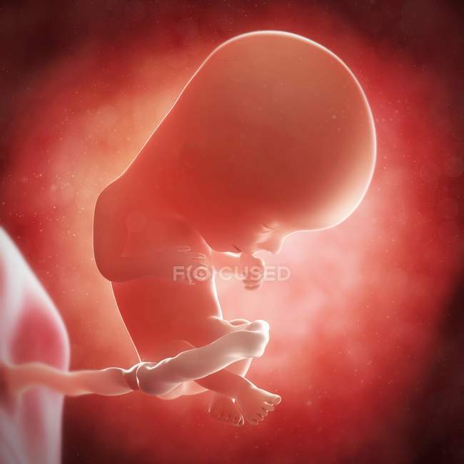 Vista del feto a las 13 semanas - foto de stock