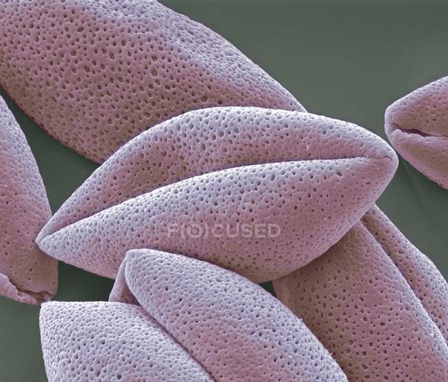 Asparagus pollen grains — Stock Photo