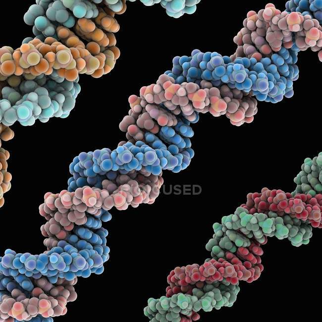 Modelos moleculares de ADN - foto de stock