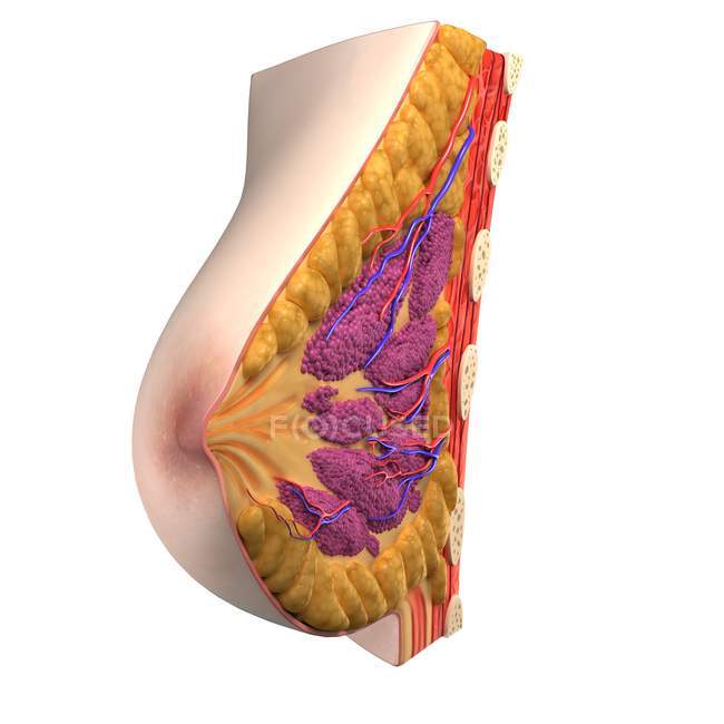 Vue de l'anatomie mammaire — Photo de stock