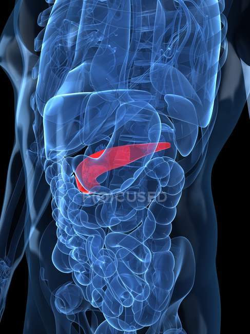 Vista del pancreas sano — Foto stock
