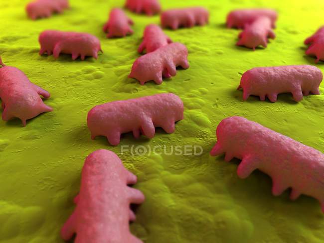 Salmonella sp. bacterias en la superficie del tejido - foto de stock