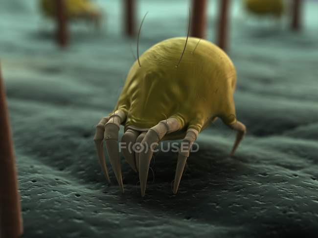 Dust mite on skin surface — Stock Photo