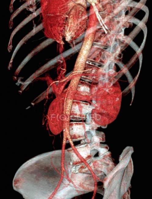 Anatomie abdominale normale et saine — Photo de stock