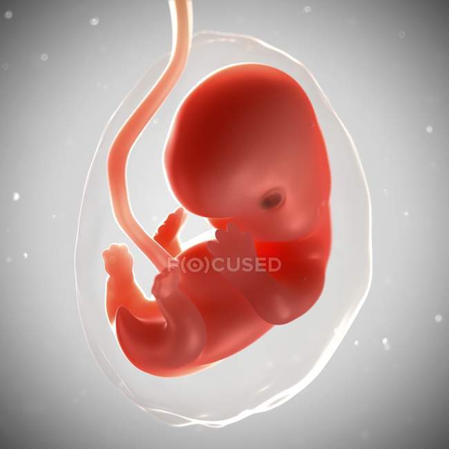 Vista del feto a 7 settimane — Foto stock
