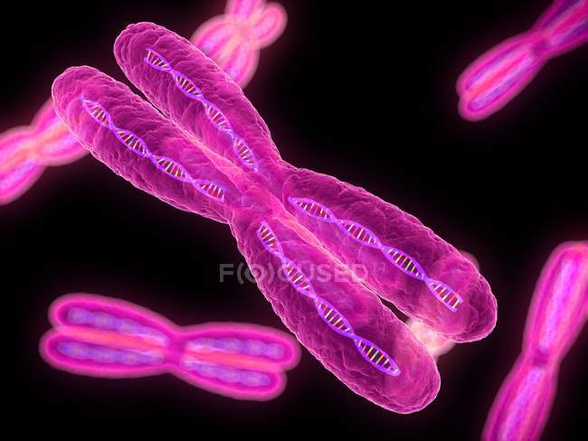 Struttura cromosomica metafasica — Foto stock
