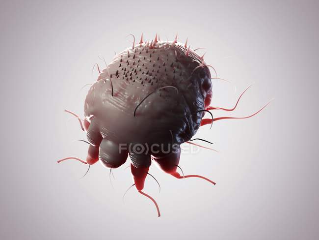 Adult scabies mite — Stock Photo