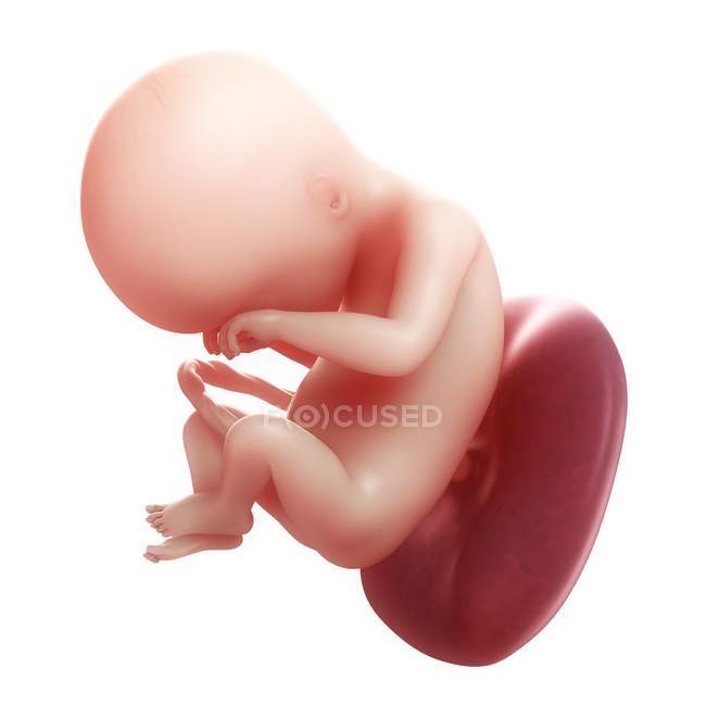 Vista de Fetus às 18 semanas — Fotografia de Stock