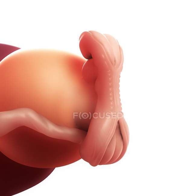 Menschlicher Embryo im Alter von 5 Wochen — Stockfoto