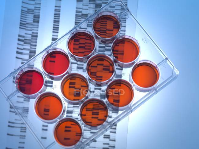 Medium Tablett mit Zellen und dna Autoradiogramm für wissenschaftliche Forschung. — Stockfoto