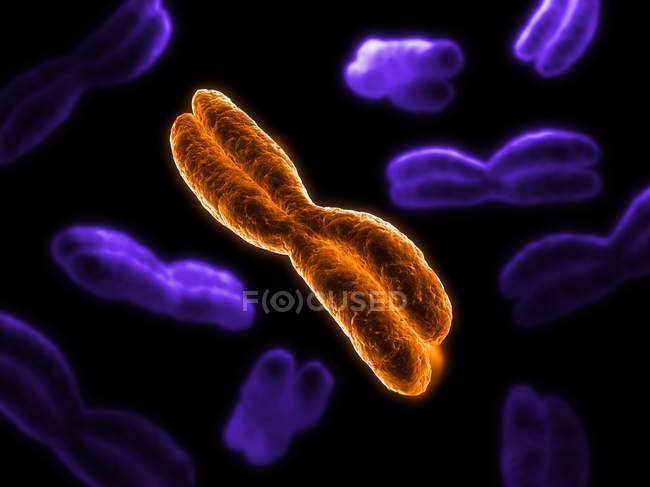 Estrutura cromossômica metafásica — Fotografia de Stock